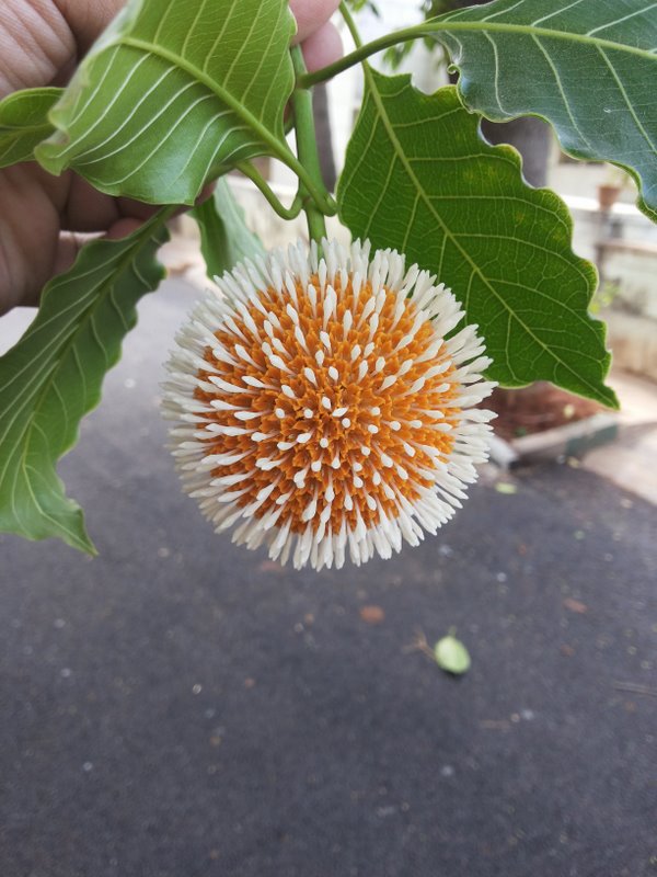 Bees Plant Hub Yellow Kadamb (Neolamarckia cadamba) Flowering Live Plant