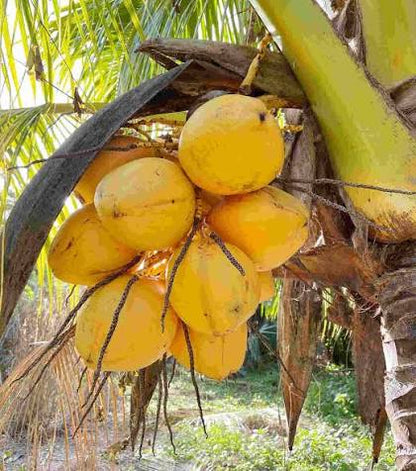 Bees Plant Hub Yellow Malayan Dwarf Coconut Tree Plant