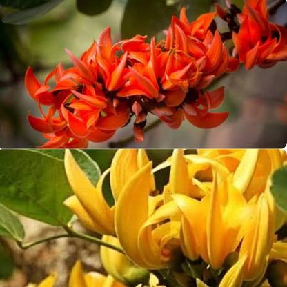 Bees Plant Hub Yellow Palash & Red Palash Combo Flowering Layered Live Plants