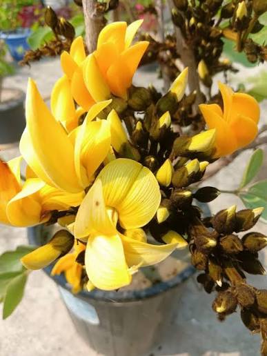 Bees Plant Hub Yellow Palash & Red Palash Combo Flowering Layered Live Plants