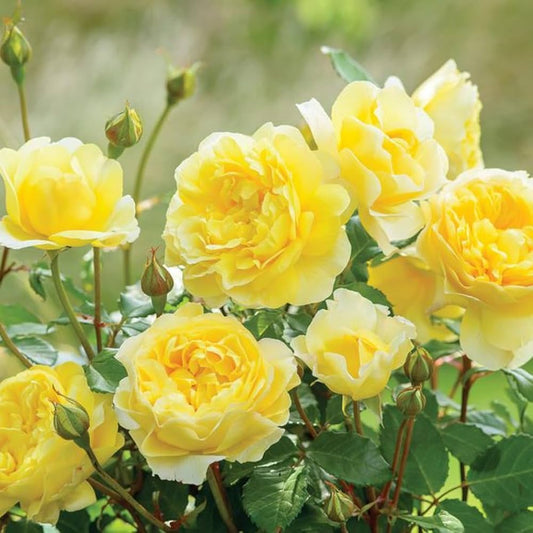 Bees Plant Hub Yellow Rose Live Plant