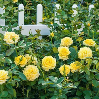 Bees Plant Hub Yellow Rose Live Plant