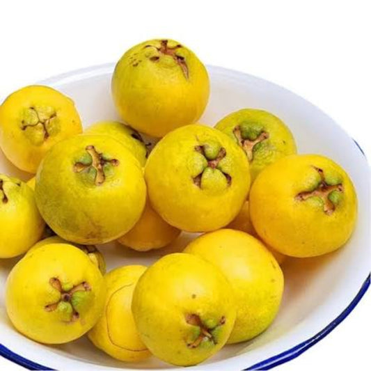 Bees Plant Hub Yellow Strawberry Guava Live Plant (Psidium Cattleianum)
