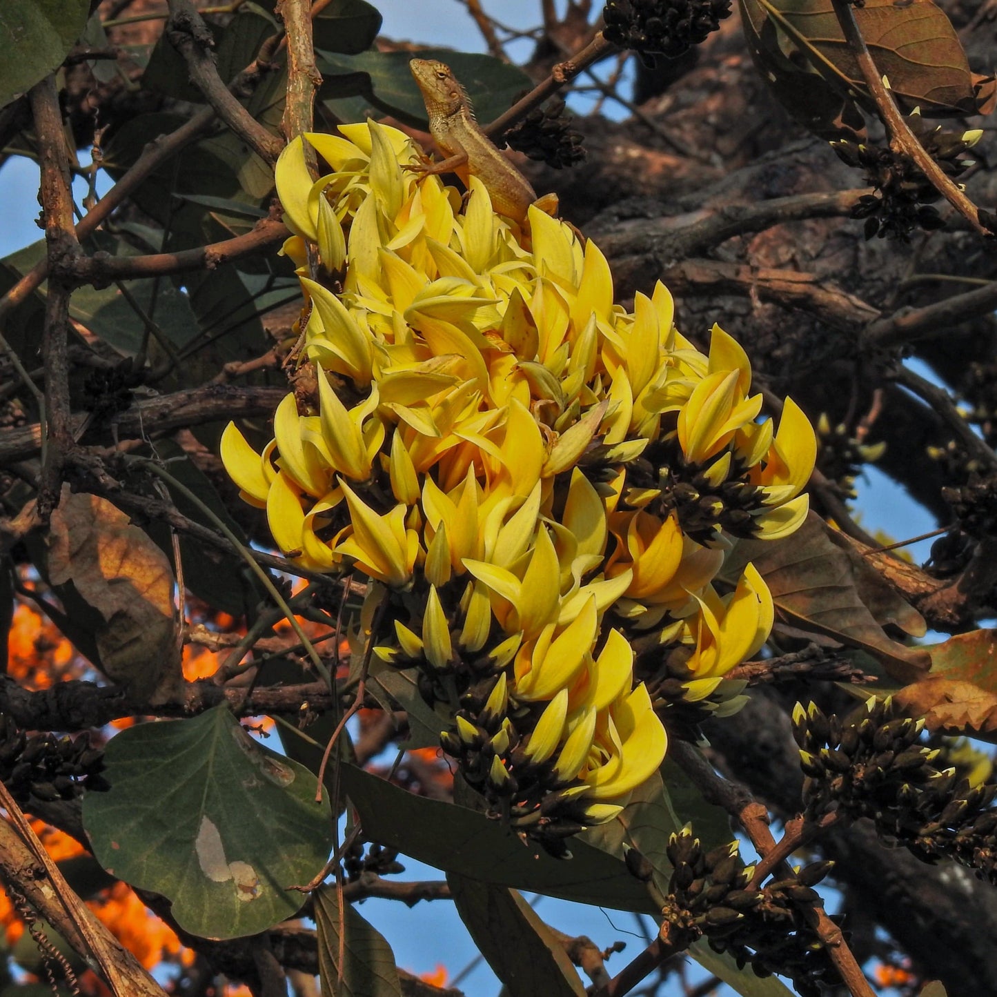 Yellow, Red & White Palash Combo All Time Flowering Layered Live Plants