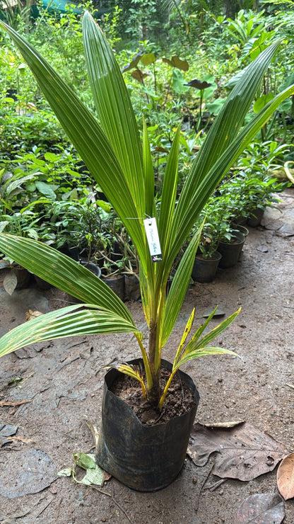 Bees Plant Hub Yellow Malayan Dwarf Coconut Tree Plant