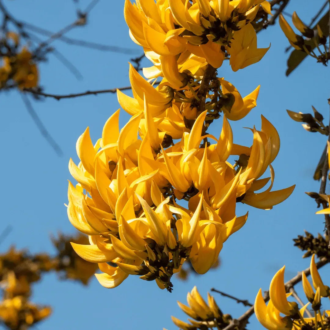 Bees Plant Hub Yellow Palash All Time Flowering Layered Live Plant