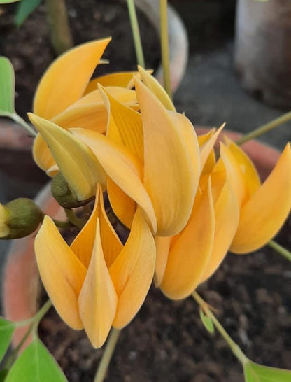 Bees Plant Hub Yellow Palash All Time Flowering Layered Live Plant