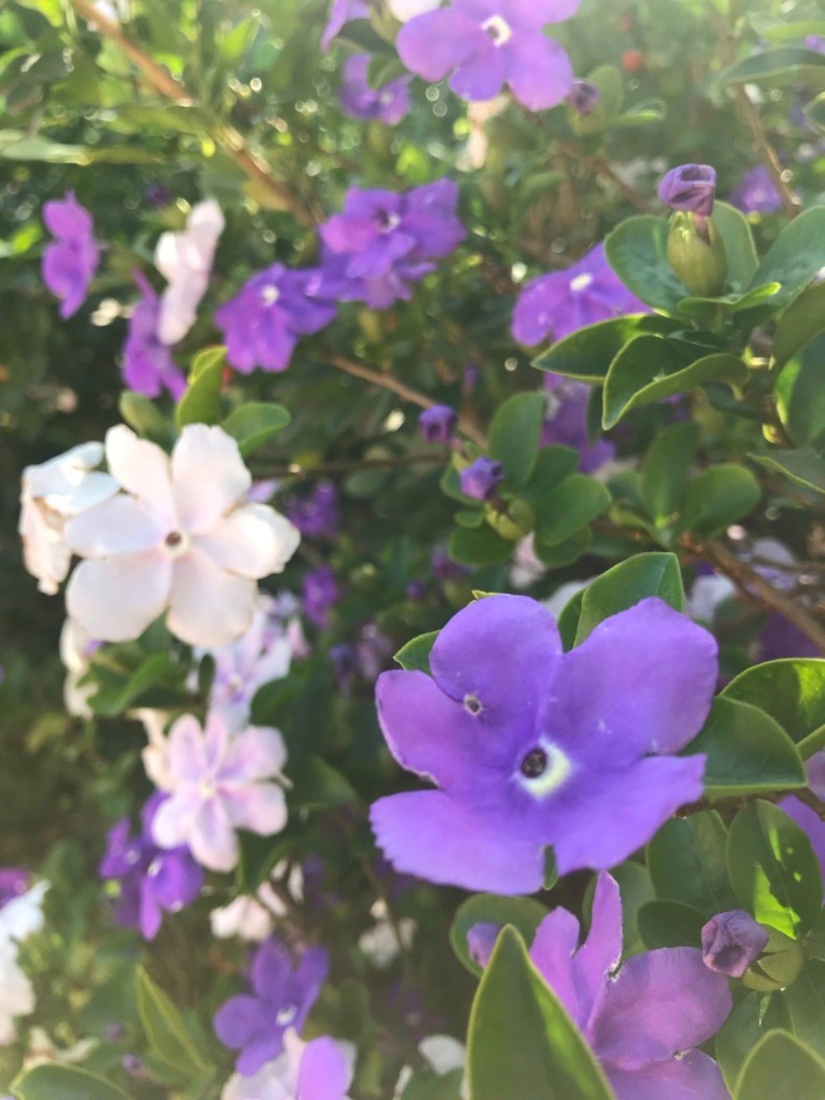 Bees Plant Hub Yesterday Today Tommorrow (Brunfelsia pauciflora) Flowering Live Plant