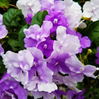 Bees Plant Hub Yesterday Today Tommorrow (Brunfelsia pauciflora) Flowering Live Plant
