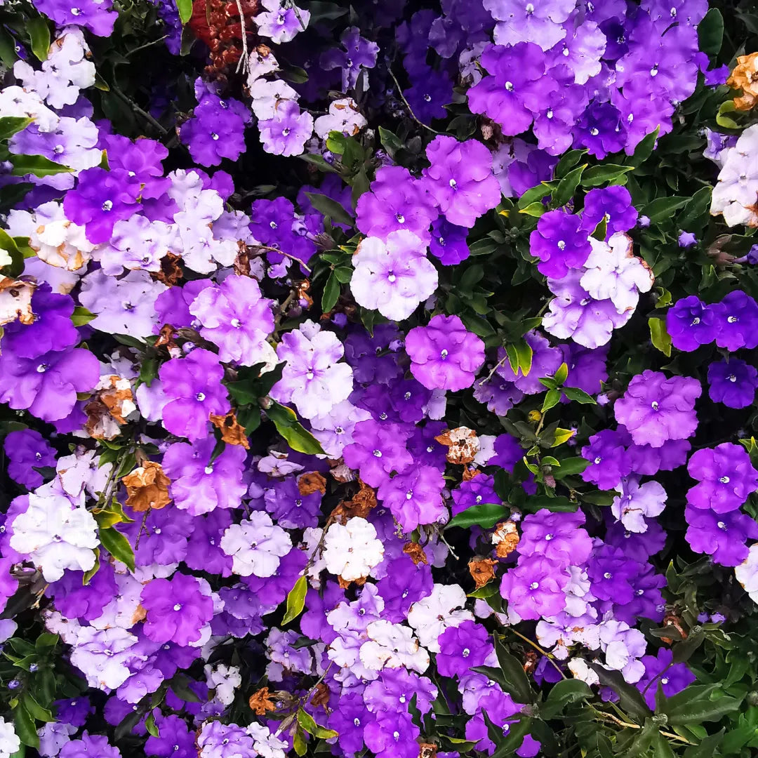 Bees Plant Hub Yesterday Today Tommorrow (Brunfelsia pauciflora) Flowering Live Plant