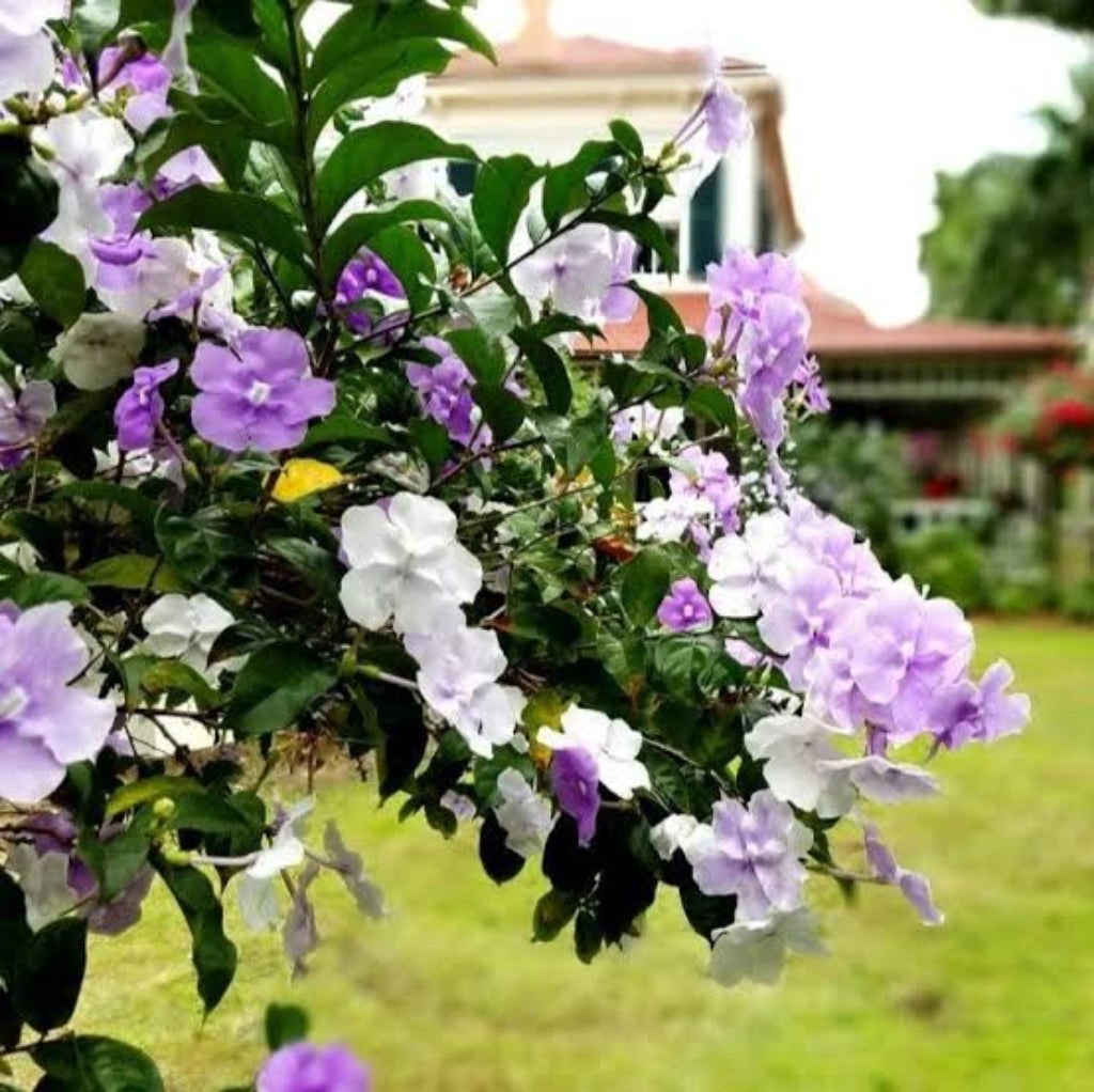 Bees Plant Hub Yesterday Today Tommorrow (Brunfelsia pauciflora) Flowering Live Plant