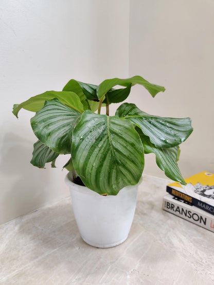 Bees Plant Hub Zebra Plant (Calathea orbifolia) Live Plant