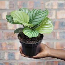 Bees Plant Hub Zebra Plant (Calathea orbifolia) Live Plant