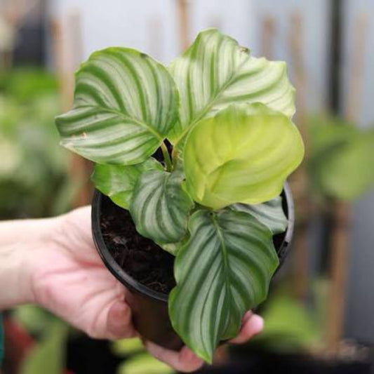 Bees Plant Hub Zebra Plant (Calathea orbifolia) Live Plant