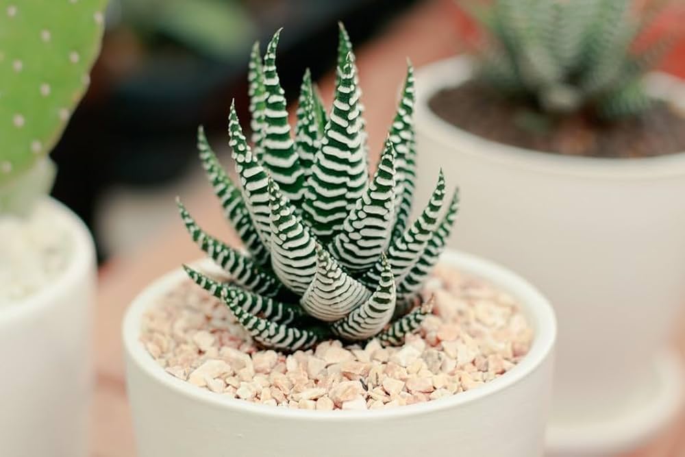 Bees Plant Hub Zebra Plant (Haworthia fasciata) Indoor / Outdoor Live Plant