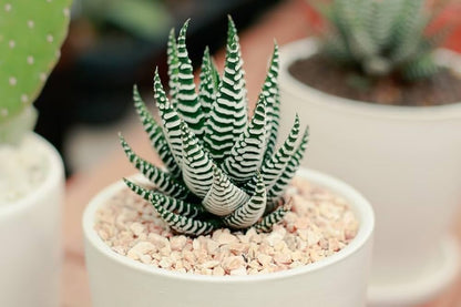 Bees Plant Hub Zebra Plant (Haworthia fasciata) Indoor / Outdoor Live Plant