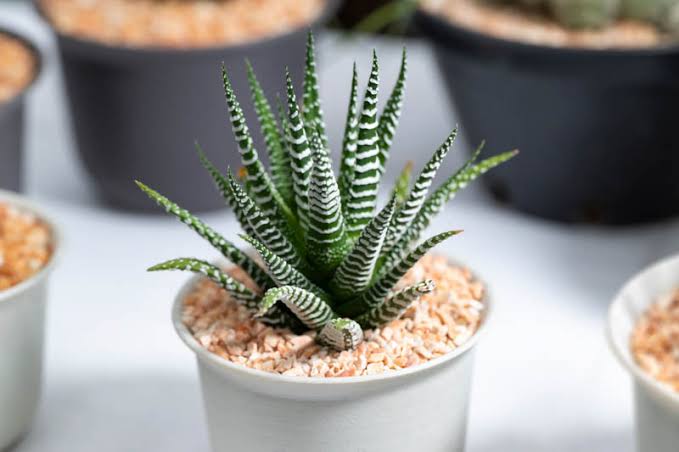 Bees Plant Hub Zebra Plant (Haworthia fasciata) Indoor / Outdoor Live Plant