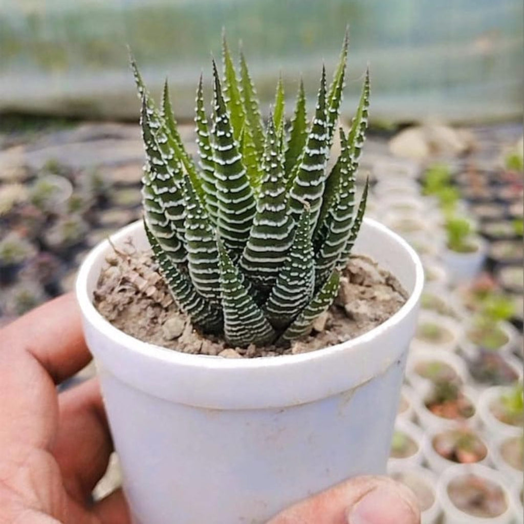 Bees Plant Hub Zebra Plant (Haworthia fasciata) Indoor / Outdoor Live Plant