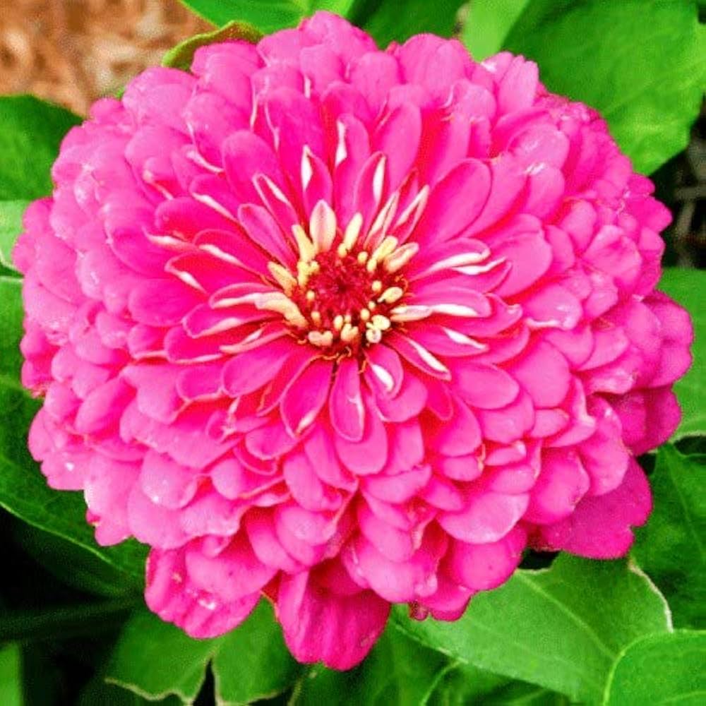Bees Plant Hub Zinnia Pink Flowering Live Plant