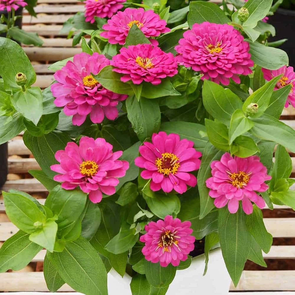 Bees Plant Hub Zinnia Pink Flowering Live Plant