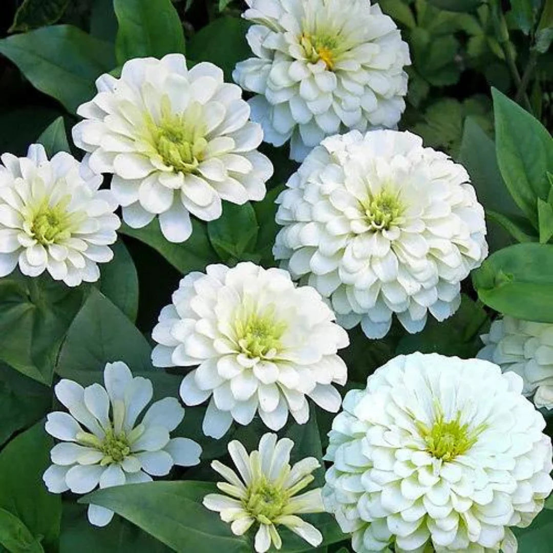 Bees Plant Hub Zinnia White Flowering Live Plant