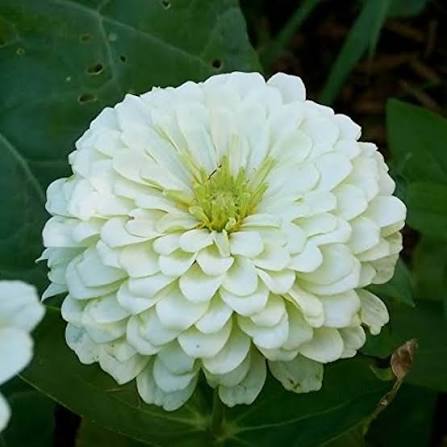 Bees Plant Hub Zinnia White Flowering Live Plant