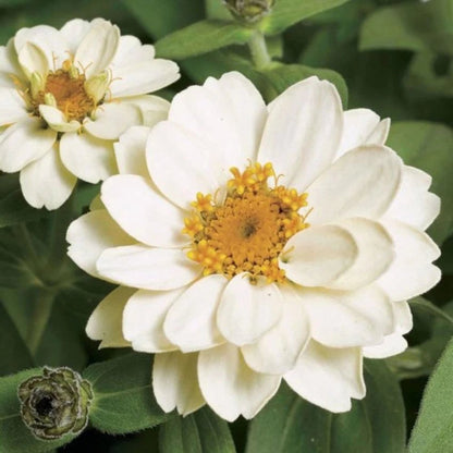 Bees Plant Hub Zinnia White Flowering Live Plant