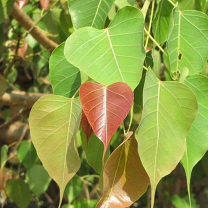 Pushyami Nakshatra Trees (Peepal Ficus religiosa live plant)