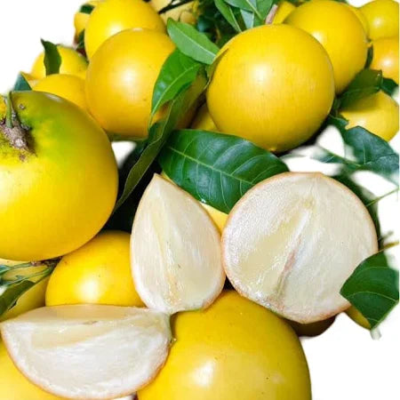 Abiu(Pouteria caimito) Fruit Live Plant