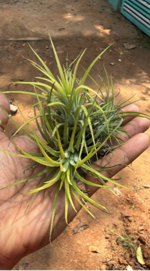 Bees Plant Hub Tillandsia Druid White (Air Plant)