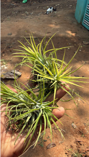Bees Plant Hub Tillandsia Druid White (Air Plant)