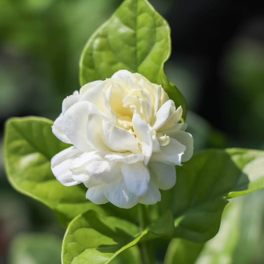 Bees Plant Hub Arabian Jasmine / Gundu Malli (Jasminum sambac) Highly Fragrant Flowering Live Plant