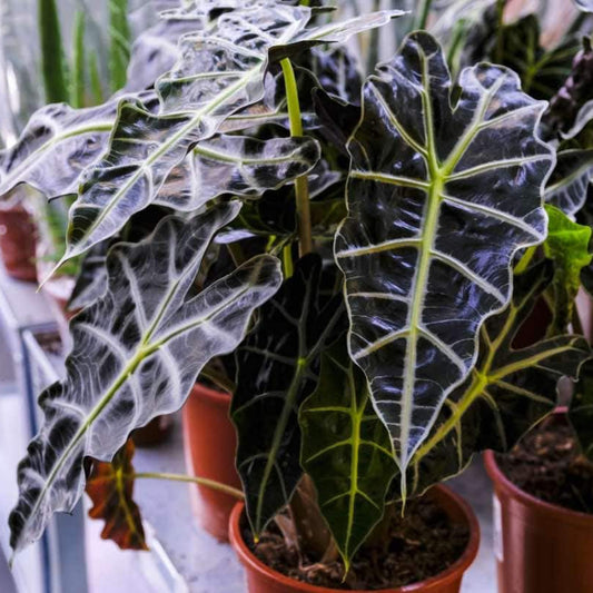 Bees Plant Hub Alocasia Amazonica (Elephant's ear) Indoor / Outdoor Live Plant
