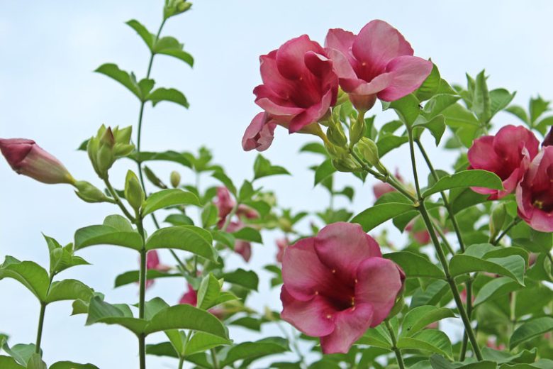 Bees Plant Hub Allamanda Blanchetii Pink All Time Flowering Live Plant