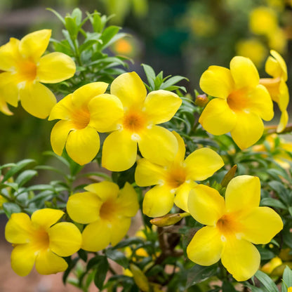 Bees Plant Hub Allamanda Yellow Single Petal Creeper/Climber Flowering Live Plant