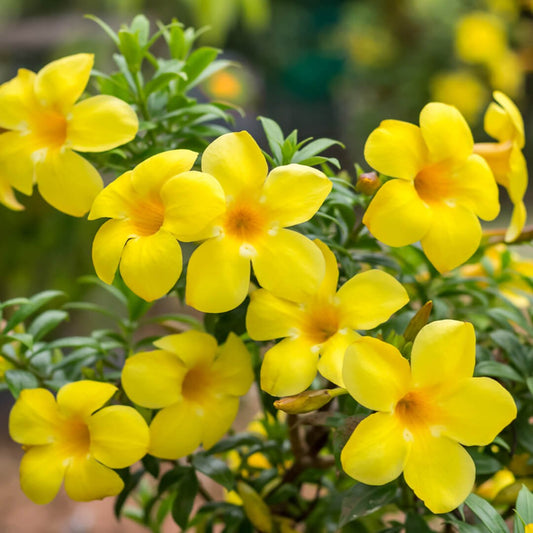 Bees Plant Hub Allamanda Yellow Single Petal Creeper/Climber Flowering Live Plant