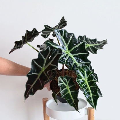 Alocasia Amazonica (Elephant's ear) Indoor / Outdoor Live Plant