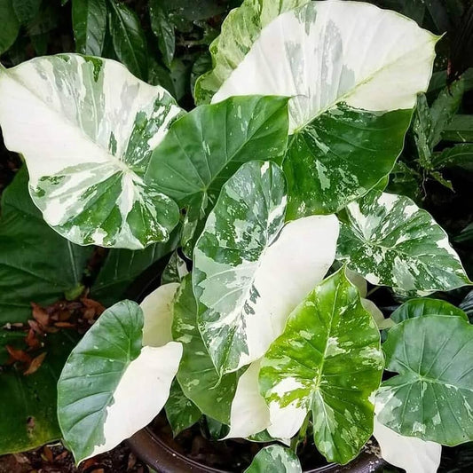 Bees Plant Hub Alocasia Variegated Indoor / Outdoor Live Plant