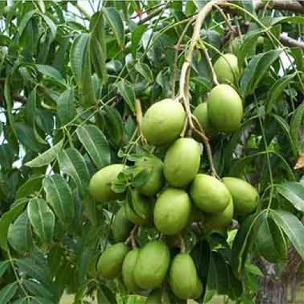 Hastha Nakshatra Trees (Ambazam -Spondias mangifera)