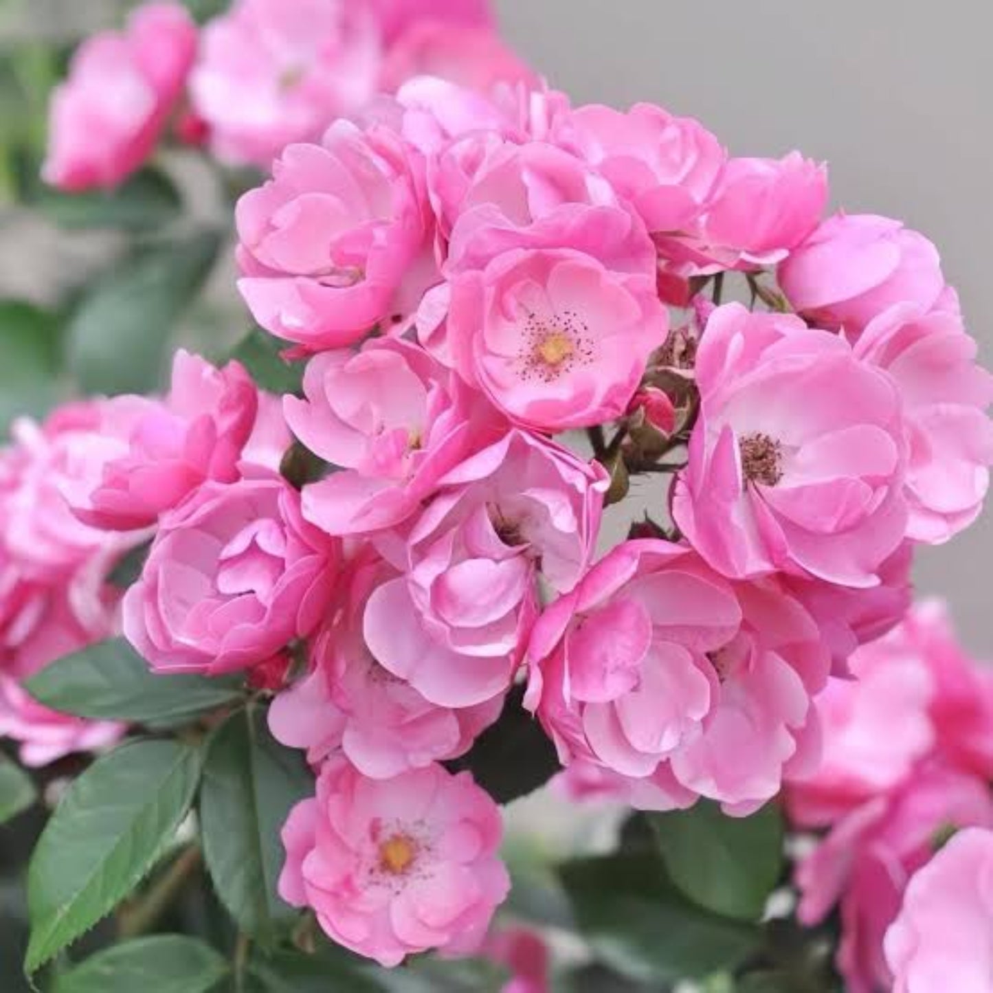 Bees plant Hub- Fragrant Angela Climbing Rose Live Plant