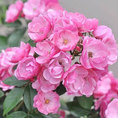 Bees plant Hub- Fragrant Angela Climbing Rose Live Plant