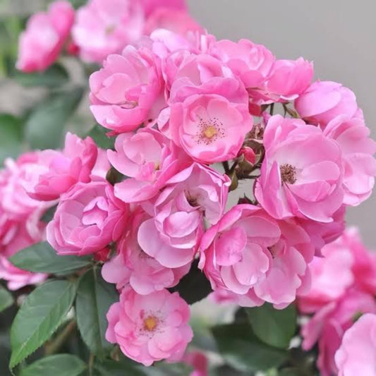 Bees plant Hub- Fragrant Angela Climbing Rose Live Plant