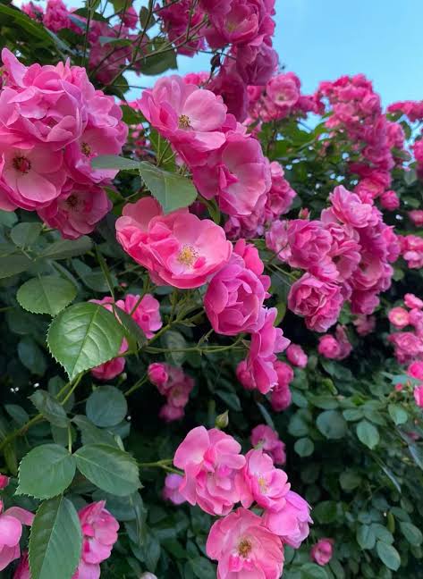 Bees plant Hub- Fragrant Angela Climbing Rose Live Plant