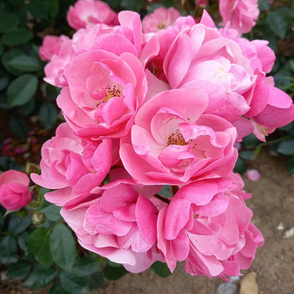 Bees plant Hub- Fragrant Angela Climbing Rose Live Plant