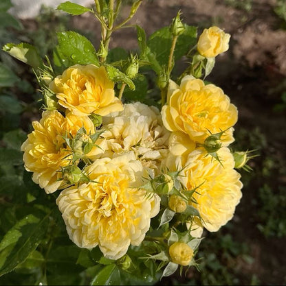 Bees Plant Hub Anny Duperey Yellow Rose Flowering Grafted Live Plant with Flower