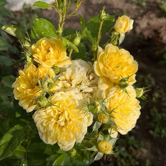 Bees Plant Hub Anny Duperey Yellow Rose Flowering Grafted Live Plant with Flower
