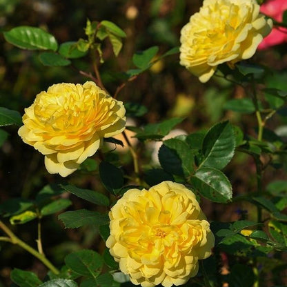 Bees Plant Hub Anny Duperey Yellow Rose Flowering Grafted Live Plant with Flower