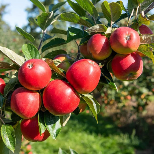 Apple Harman 99Tropical Grafted Fruit Plant