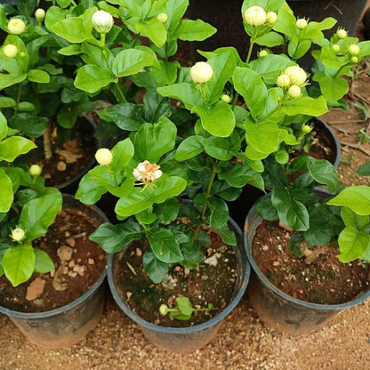 Bees Plant Hub Arabian Jasmine / Gundu Malli (Jasminum sambac) Highly Fragrant Flowering Live Plant