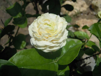 Bees Plant Hub Arabian Jasmine / Gundu Malli (Jasminum sambac) Highly Fragrant Flowering Live Plant